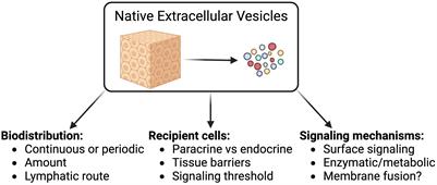 A case for the study of native extracellular vesicles